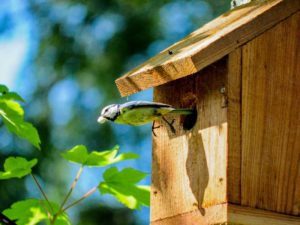 Vogelhaus als Unterstützung für den Winter - die wichtigsten Infos zum Thema