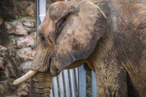 Tierpate werden: Patenschaft für Tiere im Zoo in Österreich übernehmen